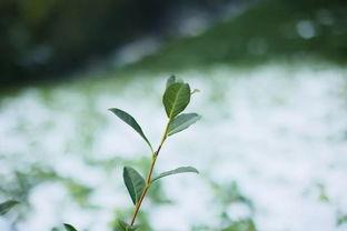 茶农世家最新爆料,传承千年的神秘茶事 第1张 茶农世家最新爆料,传承千年的神秘茶事 第1张